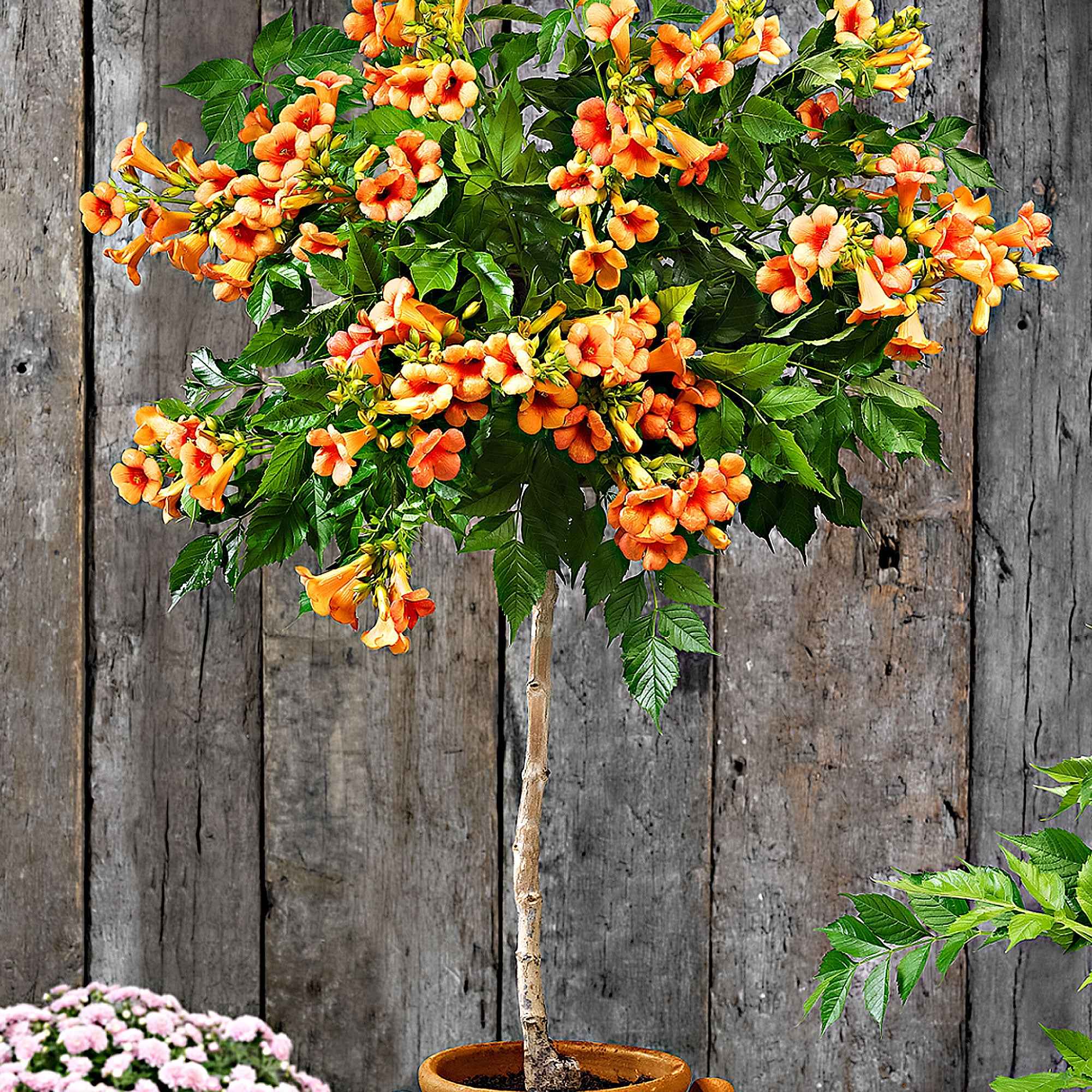 Achetez maintenant un arbuste d'ornement Fleur en trompette Campsis 'Indian  Summer' sur tige orangé acheter | Bakker.com