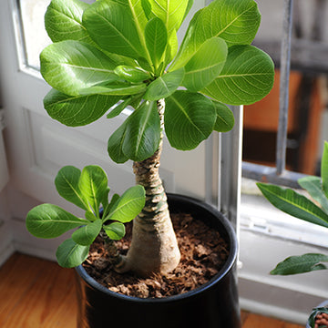 Une belle plante verte