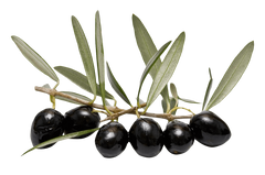 picture of olives which himaya uses in its natural formula