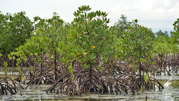 Himaya Mangrove tree plantation