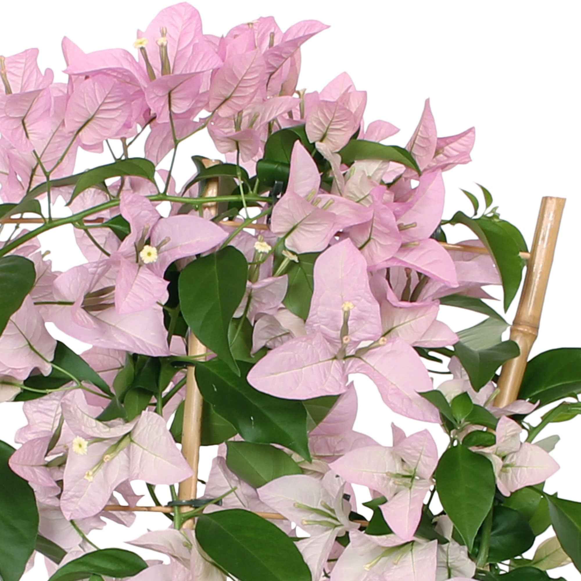 Kaufen Sie jetzt Kübelpflanze Bougainvillea spectabilis rosa inkl. Gerüst  kaufen 