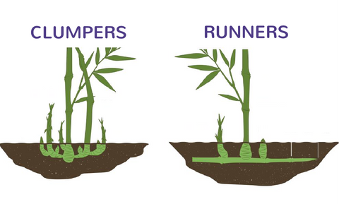 runners vs clumpers root barrier bamboo effective containment how to systems