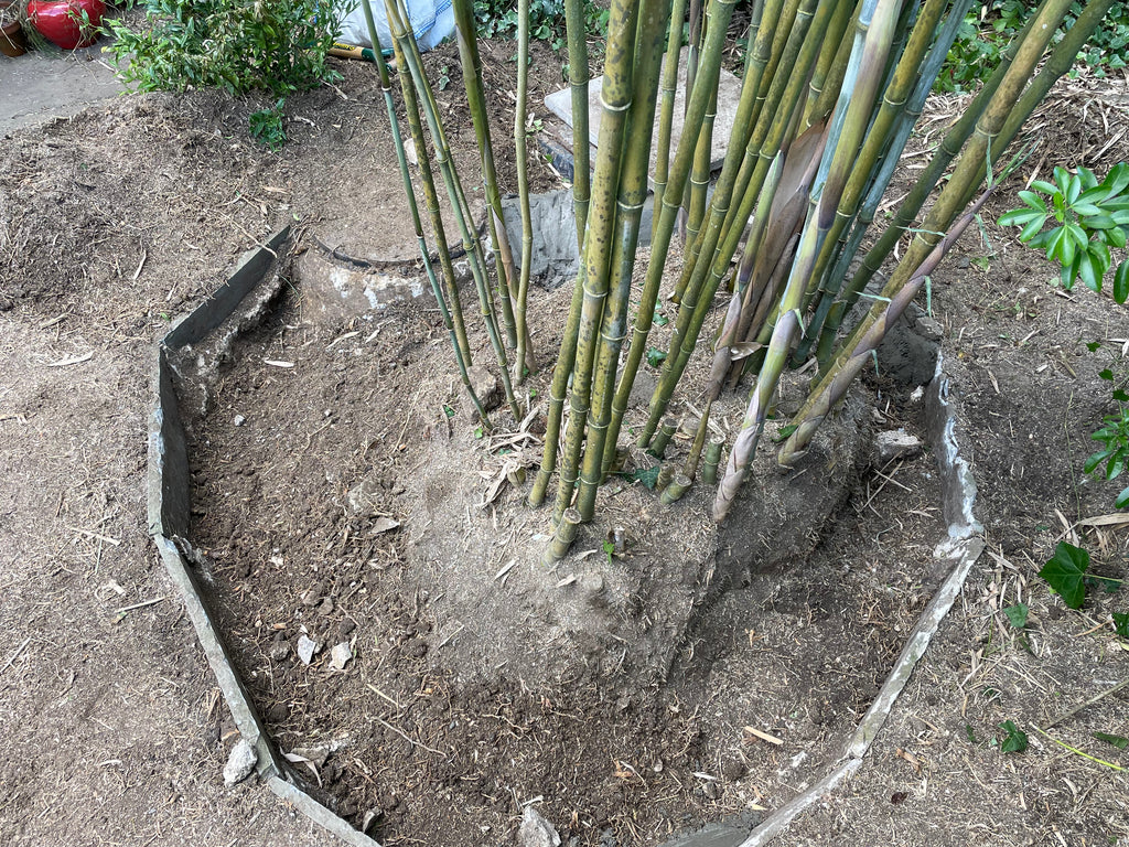 Containment of bamboo