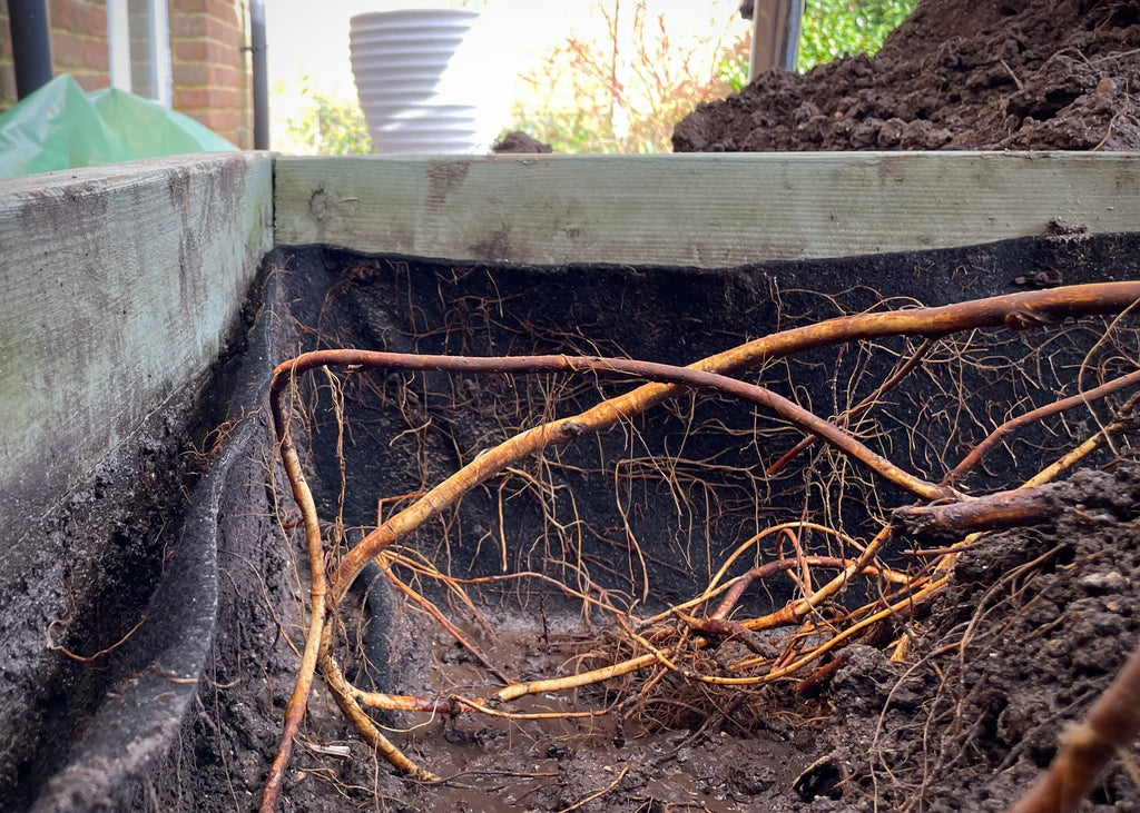 root barrier used to contain fig tree roots