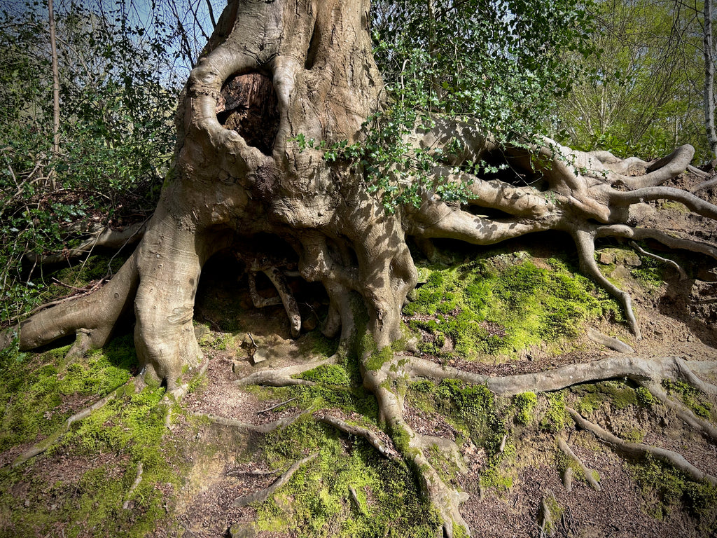 tree roots spreading