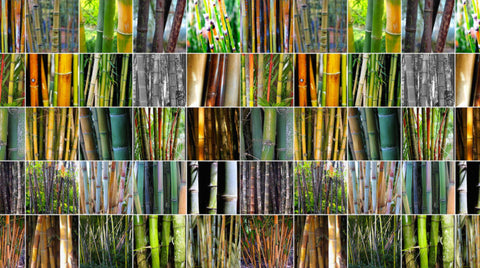 bamboo types images of variety effective containment blog image green red garden beautiful