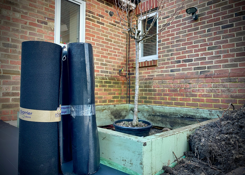 planting olive tree using root barrier