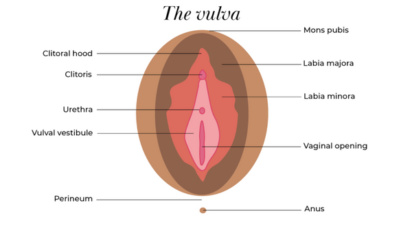 a diagram of the vulva