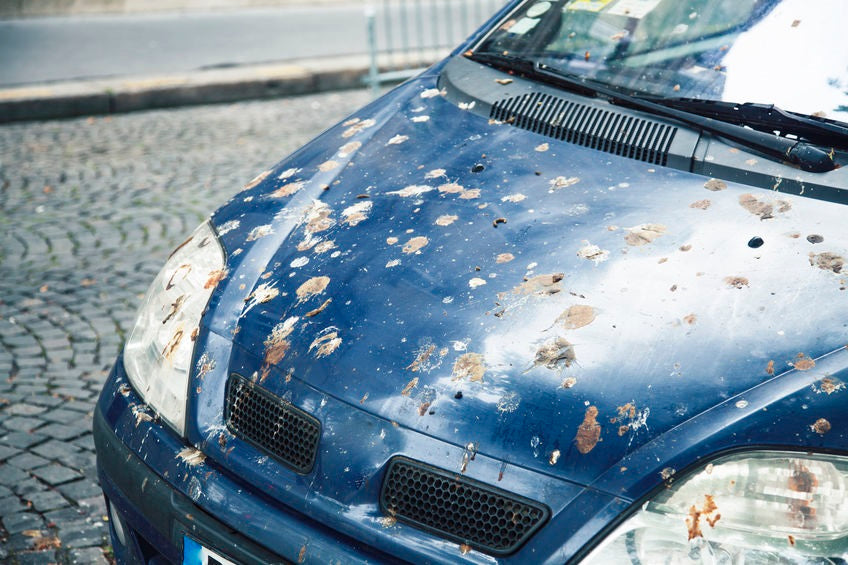 Blue Civic covered in bird poop