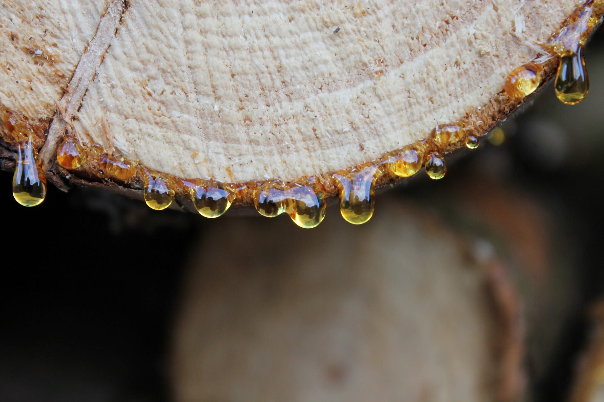 cut tree dripping sap