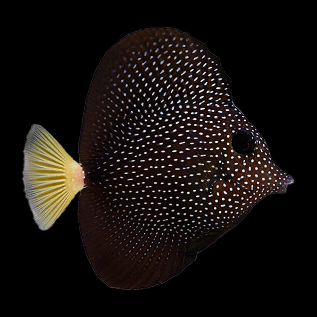 Gem Tang