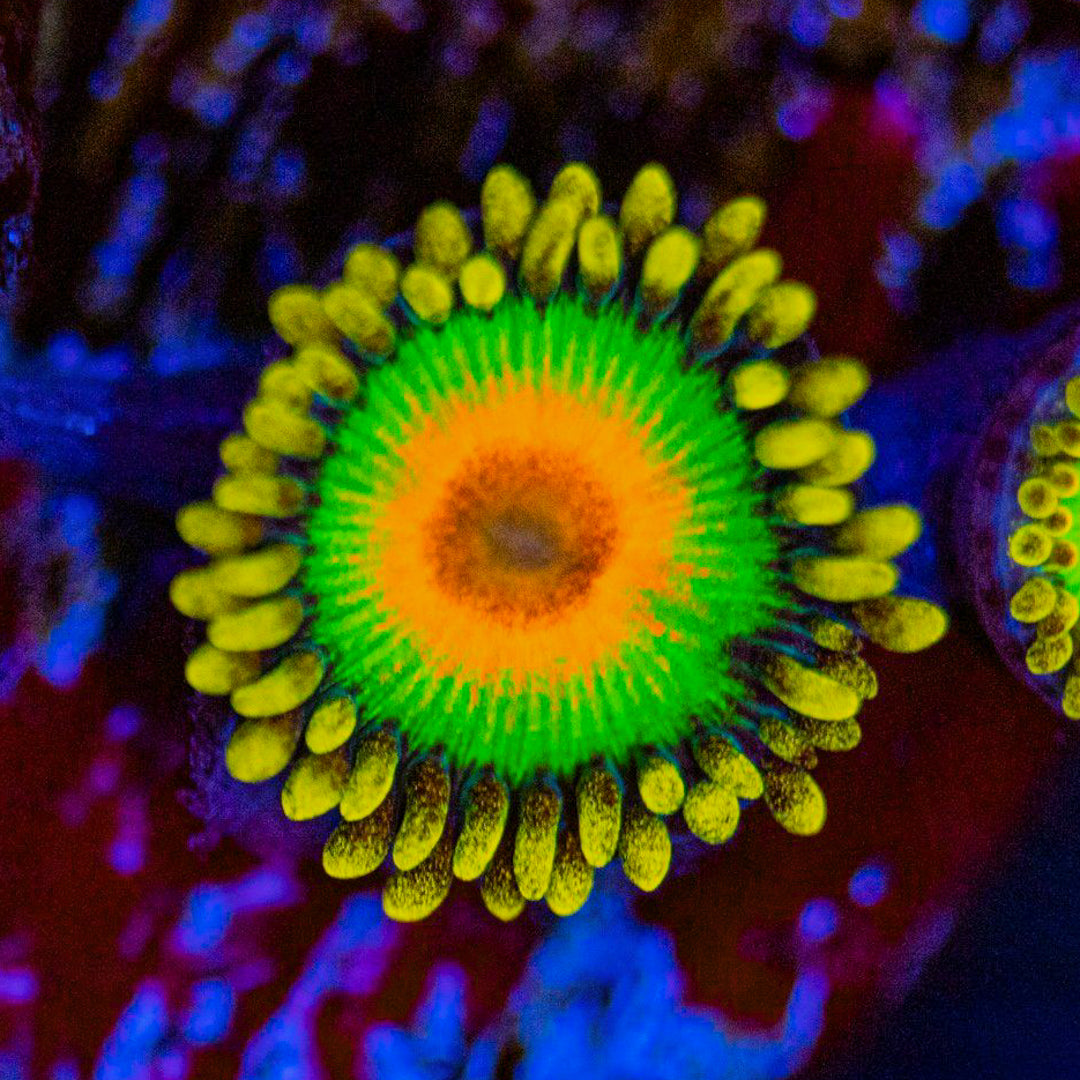 Rasta Zoanthids