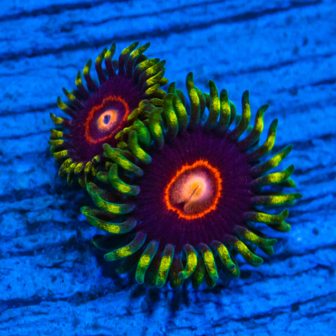 Pink Zipper Zoanthids