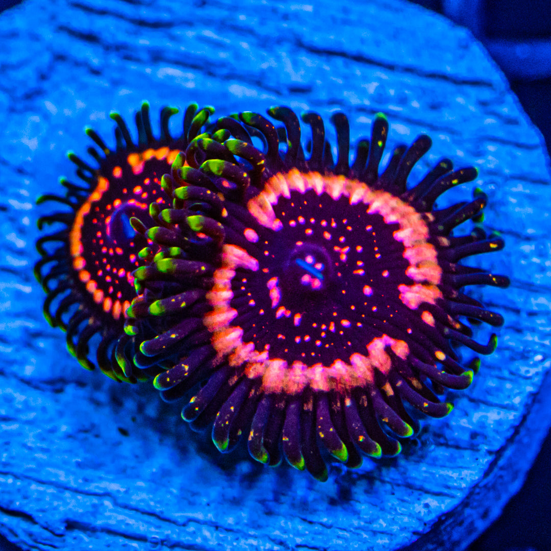 Deathstar Zoanthids