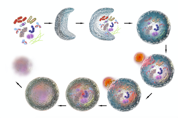 What is Autophagy - The Brothers Green