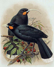 Huia Painting by J. G. Keulemans from W.L Buller’s A History of the Birds of New Zealand (1888)