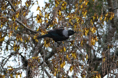 Tui in a kowhai tree, New Zealand natives