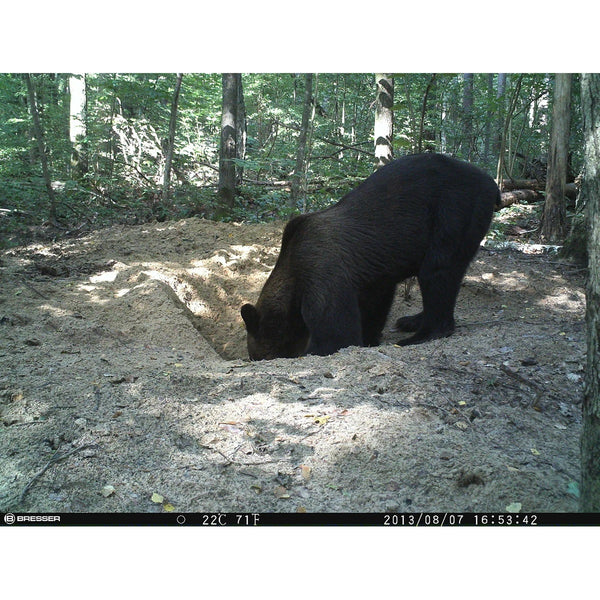 An Image Captured by Bresser 12 Megapixel Game Camera Bear