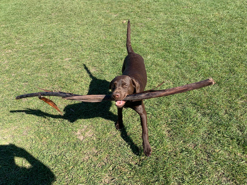Baxter with a massive stick