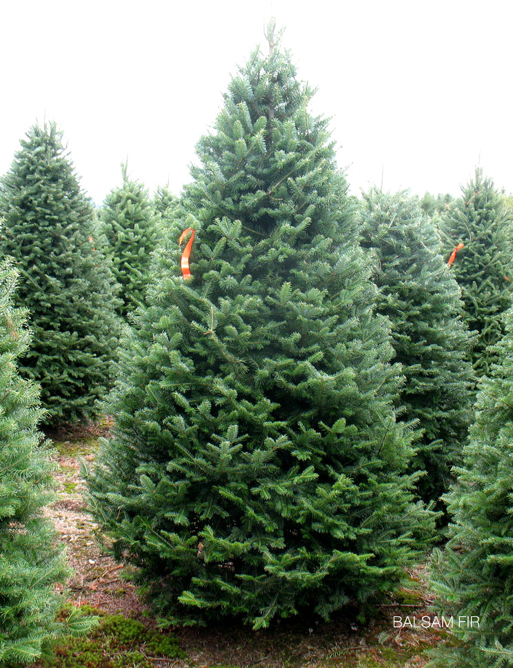 christmas tree nursery