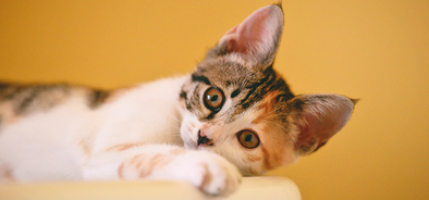 Miglior Cibo Per Gatti Naturale E Fatto In Casa Hom Pet