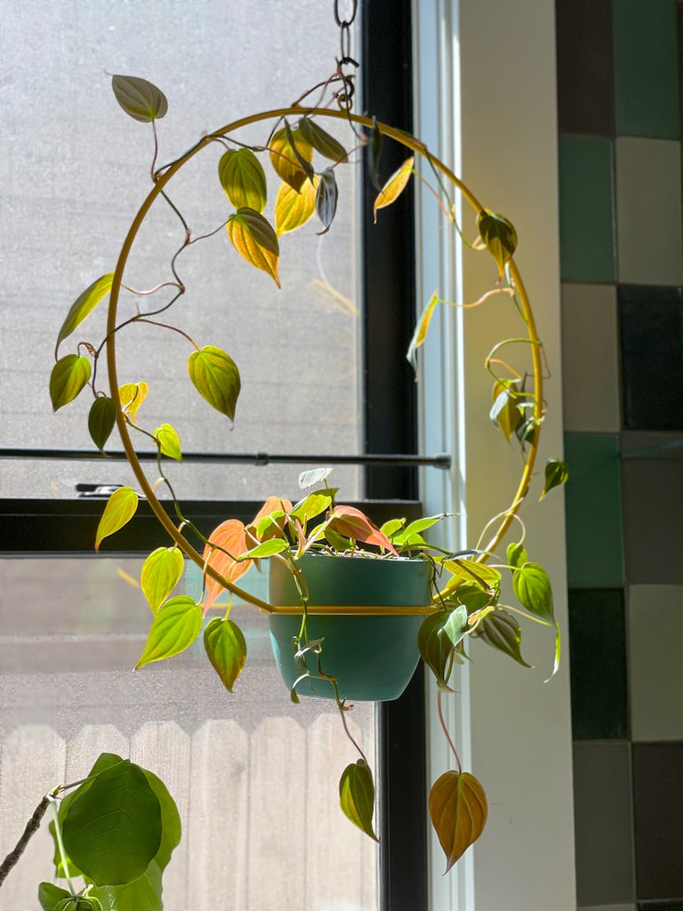 Hanging planter by NewMade LA with a Philodendron Micans.