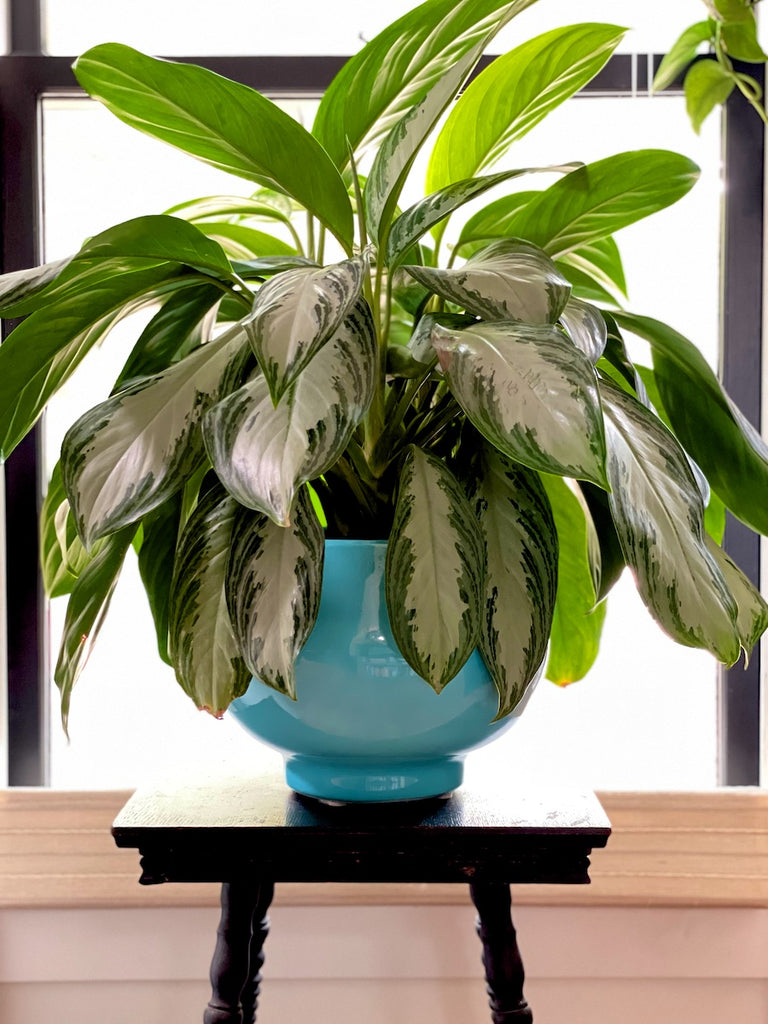 Chinese evergreen Agleonema 'silver bay' in entry way.