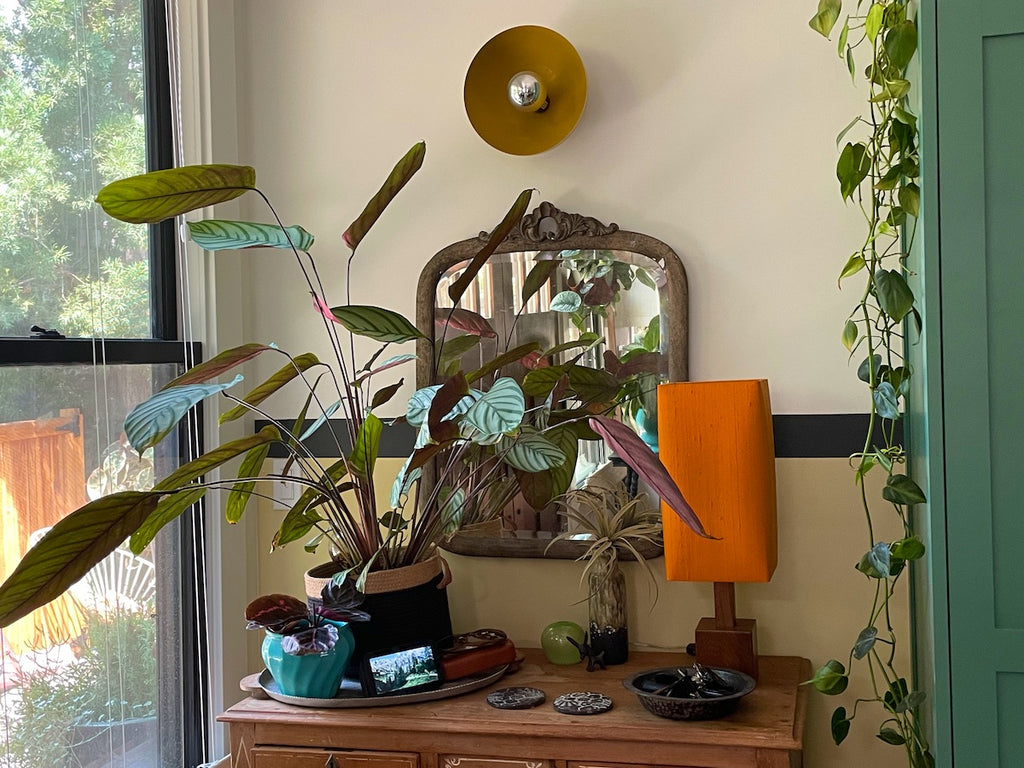 Calathea 'Freddy' in an entryway window.