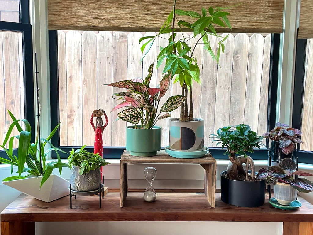 Several houseplants in a dining room window.