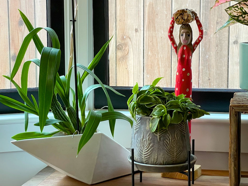 A grouping of plants and objects in a dining room.