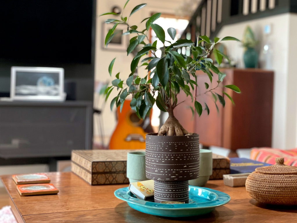 Ficus 'ginseng' on a living room coffee table.