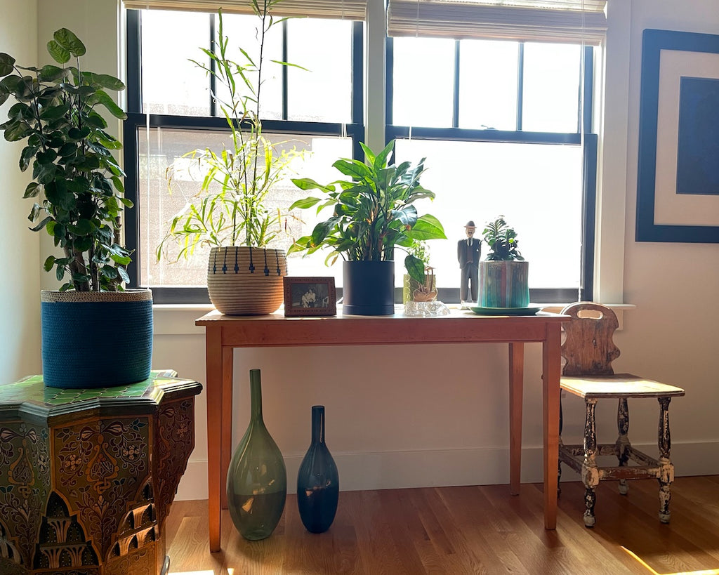 A houseplant collection in an upper hallway.