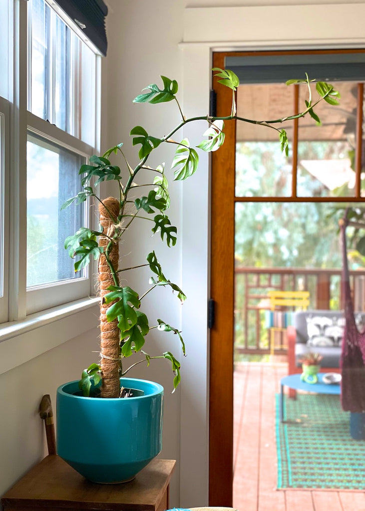 Rhaphidophora Tetrasperma in an aqua Gainey Planter