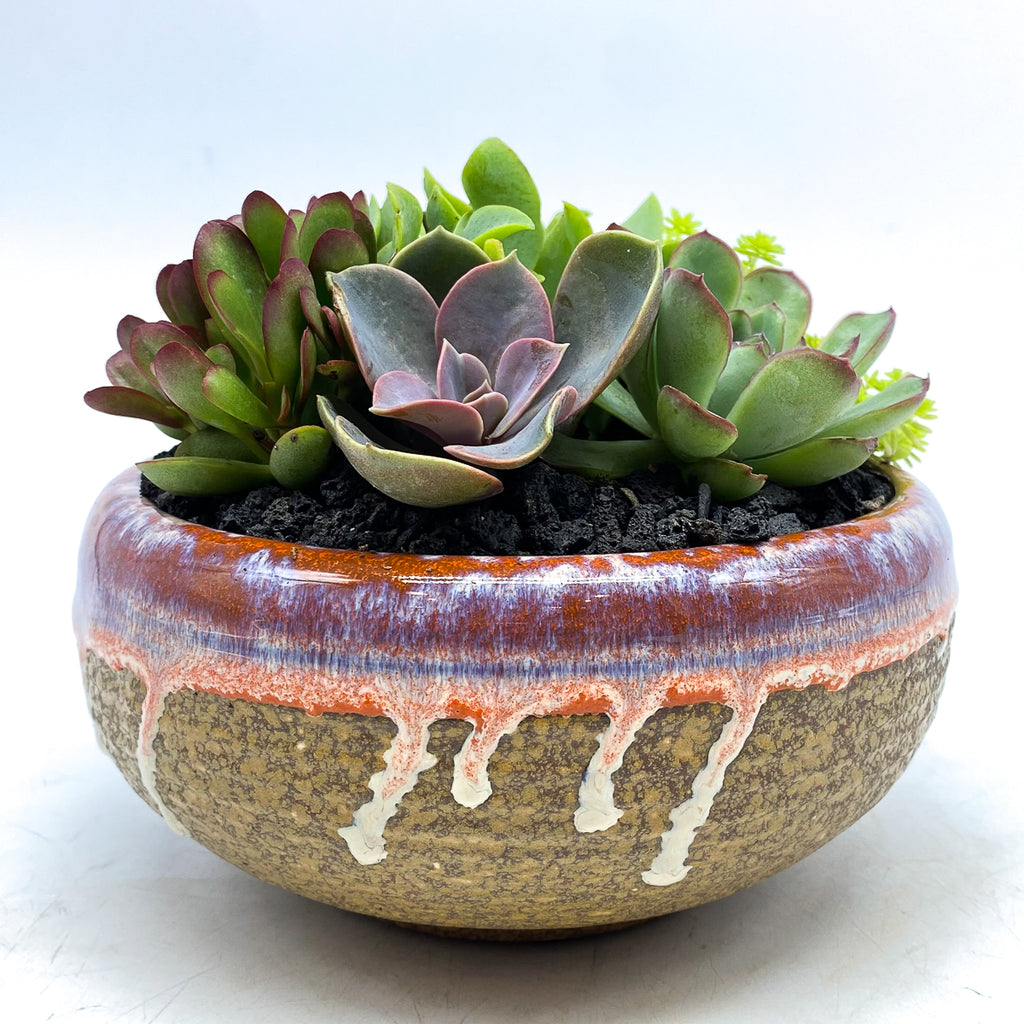 Orange and white glazed circular cork planter with assorted succulents and rocks
