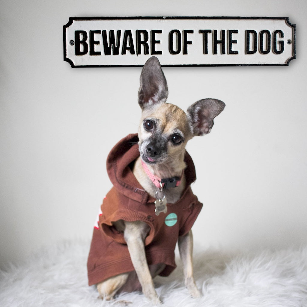 beware of dog chihuahua