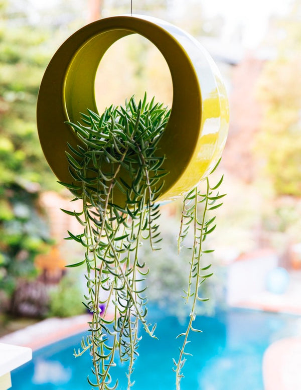 Potted Indoor Style For Outdoor Living