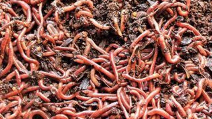 1000 Red Wiggler Composting Worms - Afterpay Available