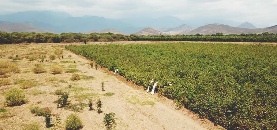 Cotton field in Peru