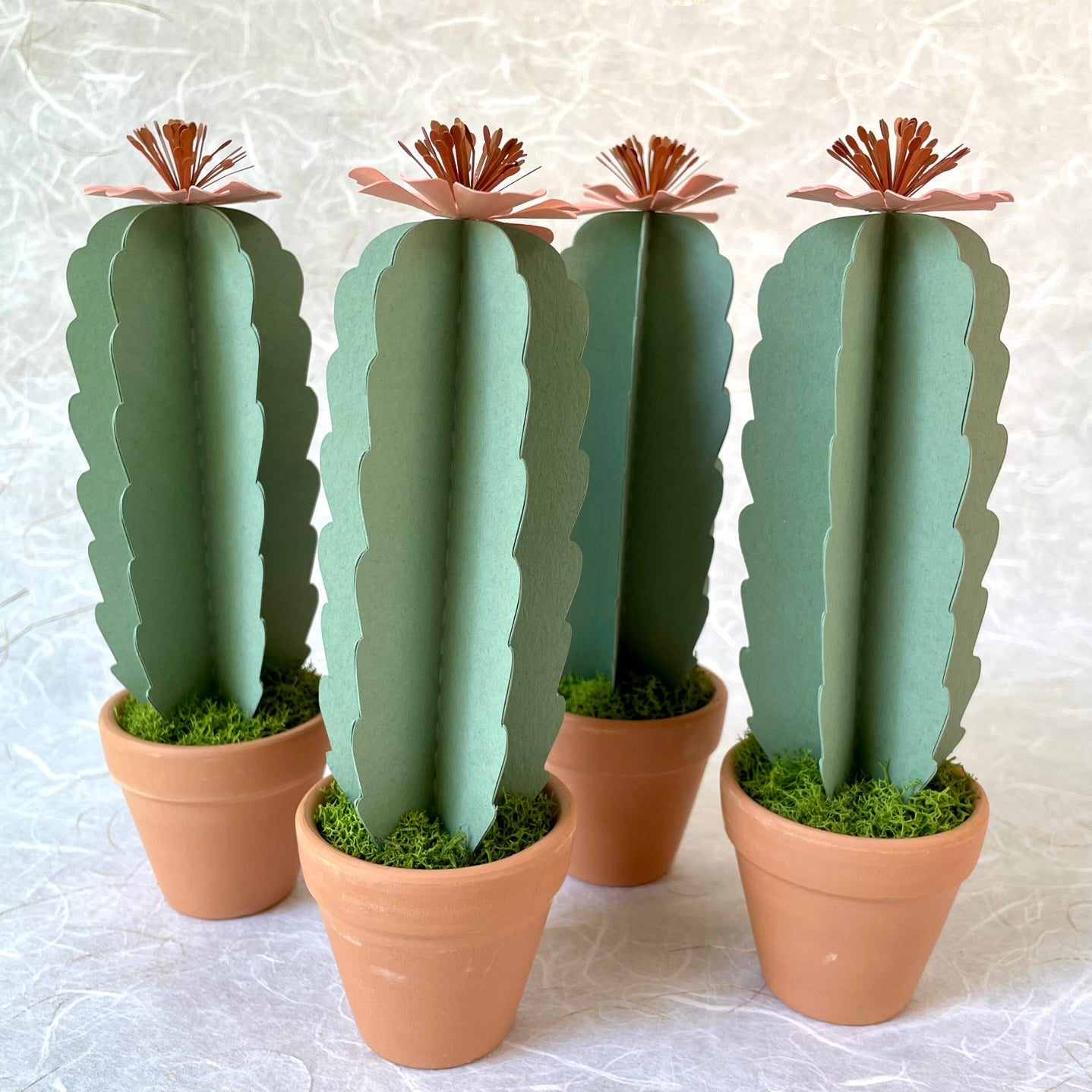 Paper Cactus, In Bloom