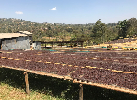 café naturel Éthiopie mormora