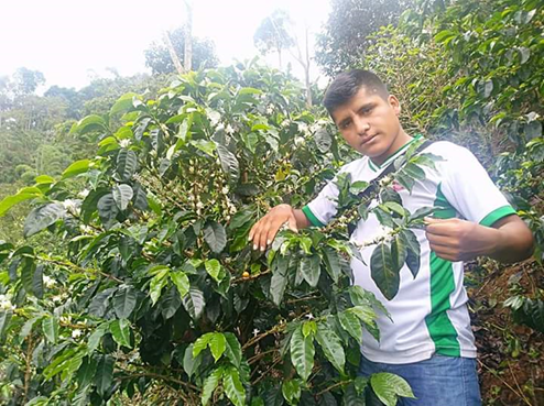 David flores café Pérou 