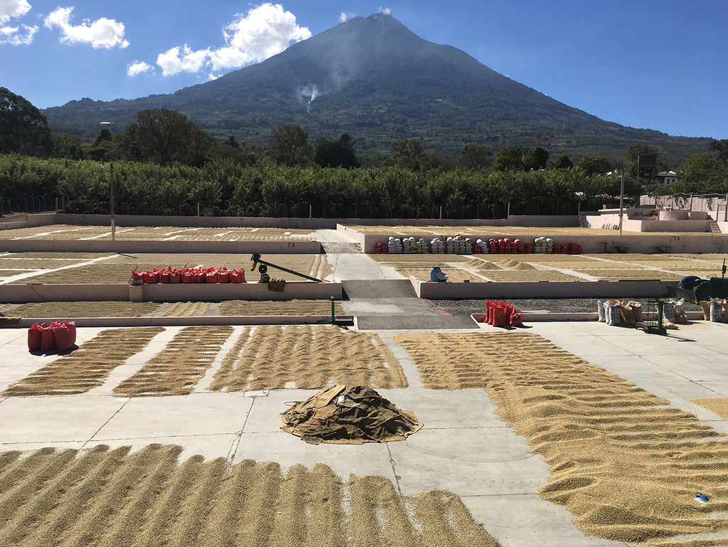 Autour du Volcan - L'Arbre à Café