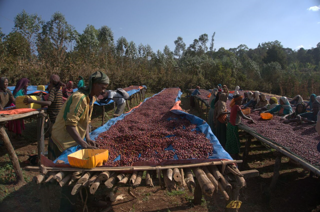 hambela dimtu café Ethiopie belleville brulerie