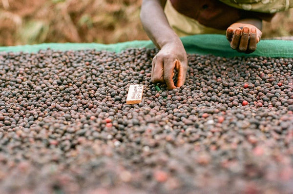 Munyinya café du Burundi