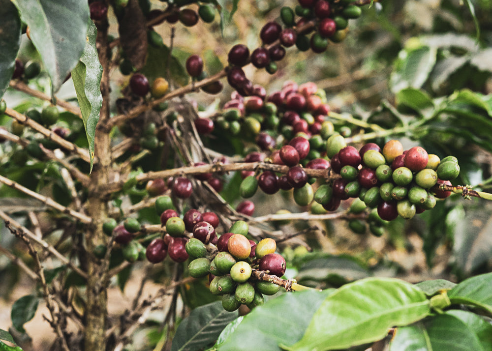 cafeier bourbon huehuetenango Guatemala 