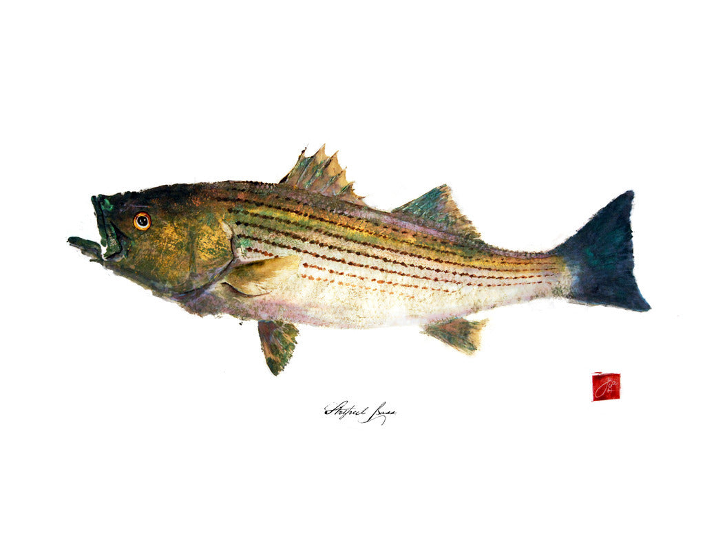 22 x17 Striped Bass Gyotaku Archival Print – fishedimpressions