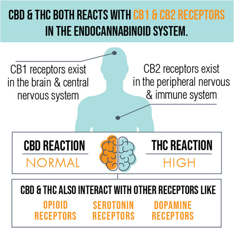 CBD and THC both react with CB1 & CB2 receptors in the endocannabinoid system