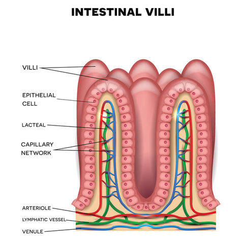 Intestinal Villi - CBD Bioavailability - ProMED CBD