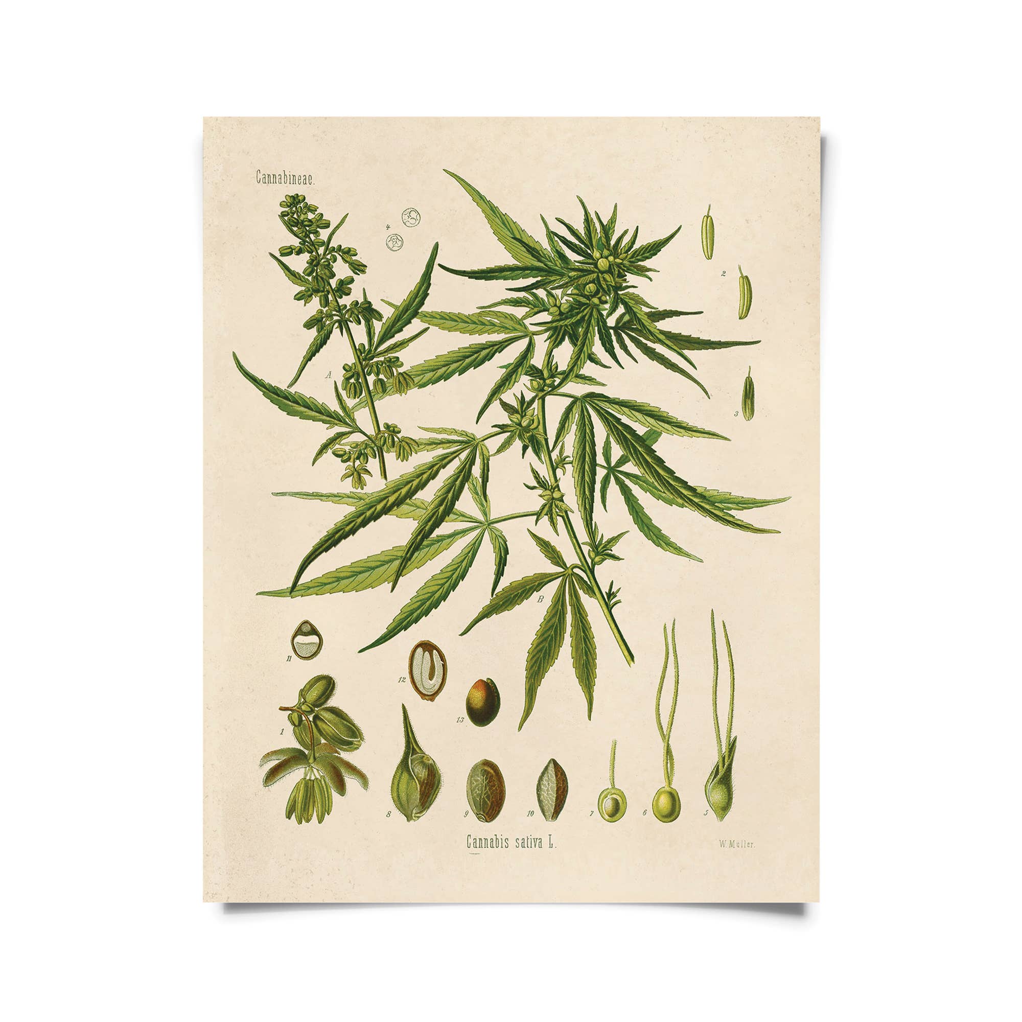 Botanical Chart | Cannabis Sativa