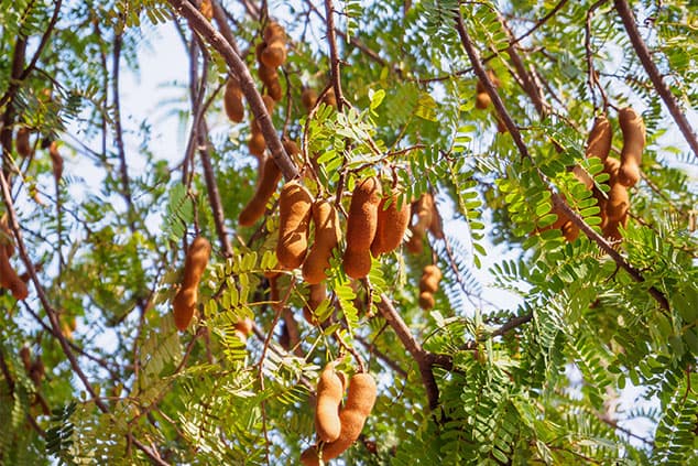 Tamarind Tree